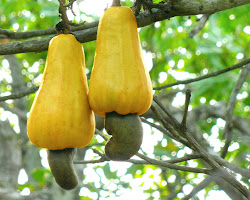 Cashew nuts