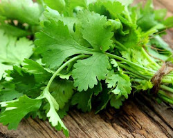 Garnishing with fresh coriander