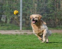 dog playing fetch